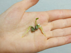Anthurium Clarinervium Samen
