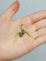 Anthurium Clarinervium Samen