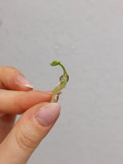 Anthurium Clarinervium Samen