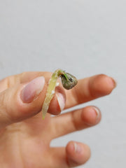 Anthurium Clarinervium Samen  whiteleafplants