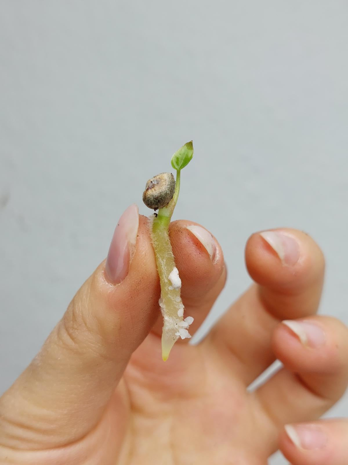 Anthurium Clarinervium Samen