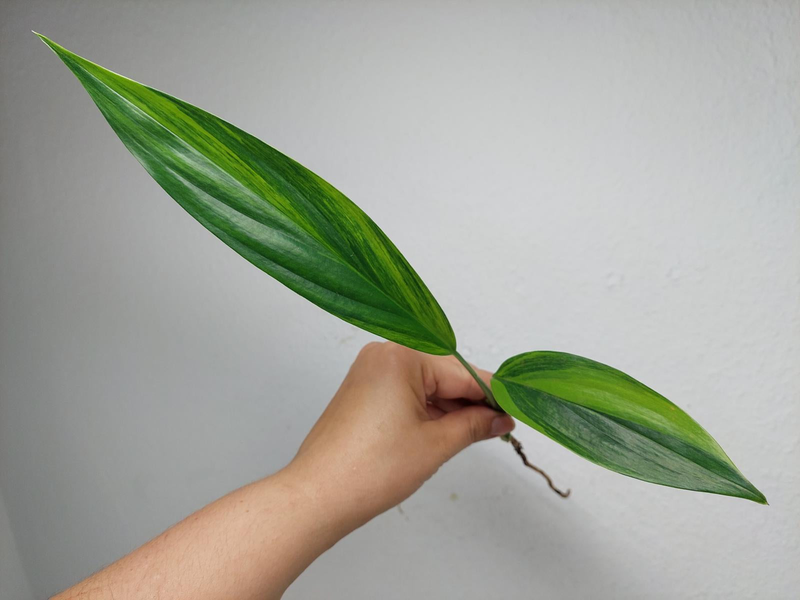 Epipremnum Amplissimum Aurea Stecklinge