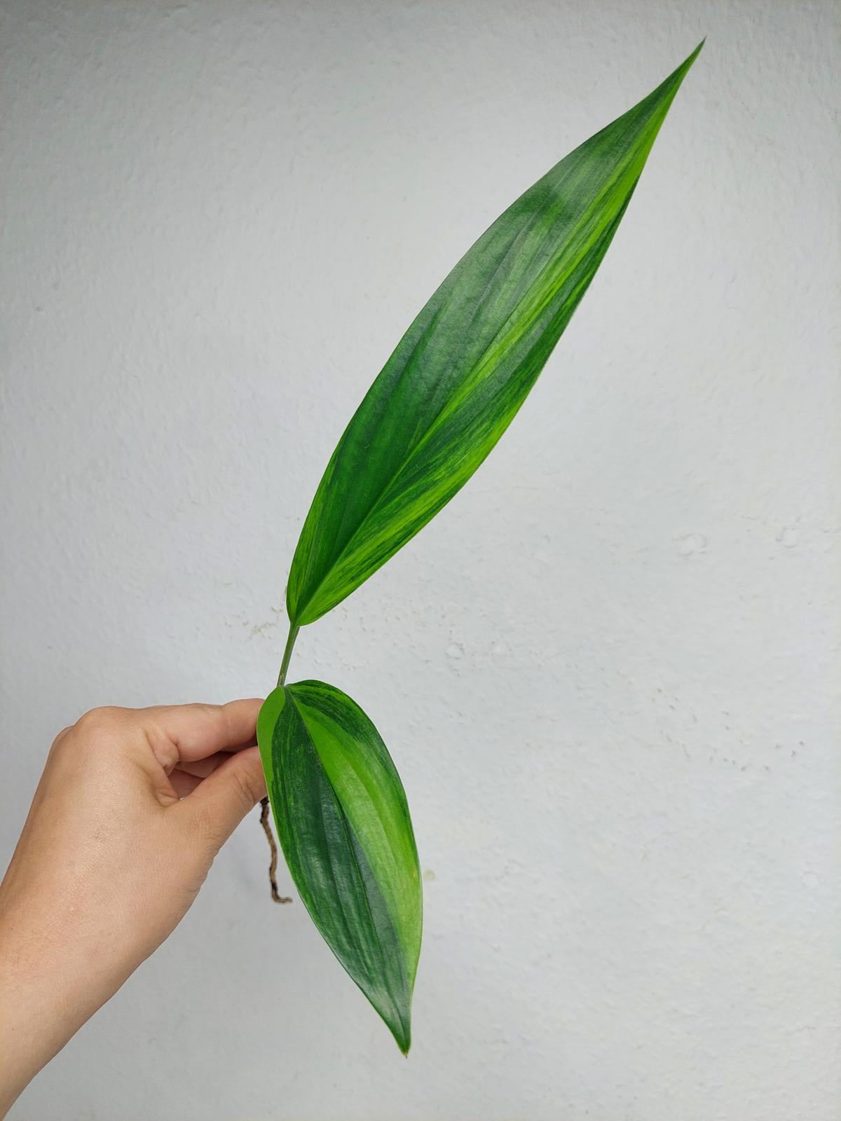 Epipremnum Amplissimum Aurea Stecklinge