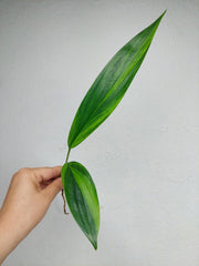 Epipremnum Amplissimum Aurea Stecklinge