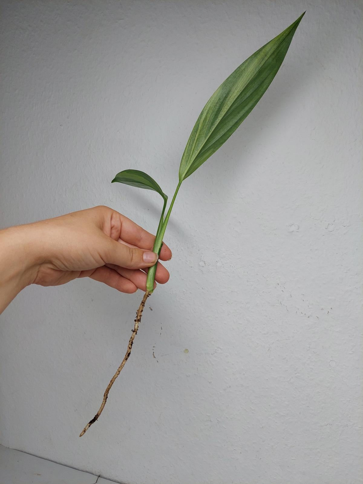 Epipremnum Amplissimum Aurea Stecklinge