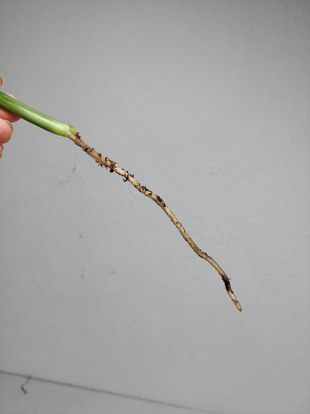 Epipremnum Amplissimum Aurea Stecklinge