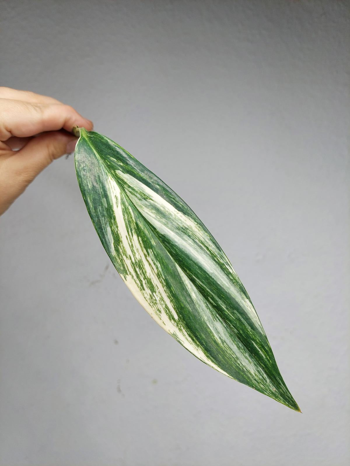 Epipremnum Amplissimum Aurea Stecklinge