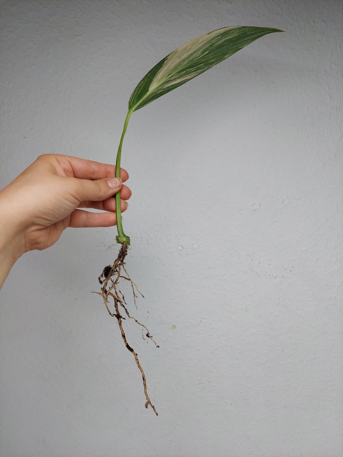 Epipremnum Amplissimum Aurea Stecklinge