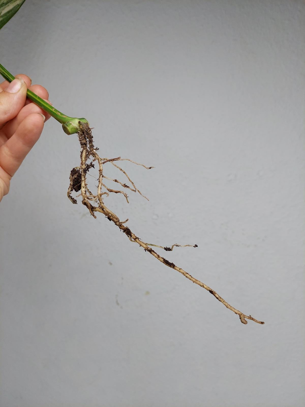Epipremnum Amplissimum Aurea Stecklinge