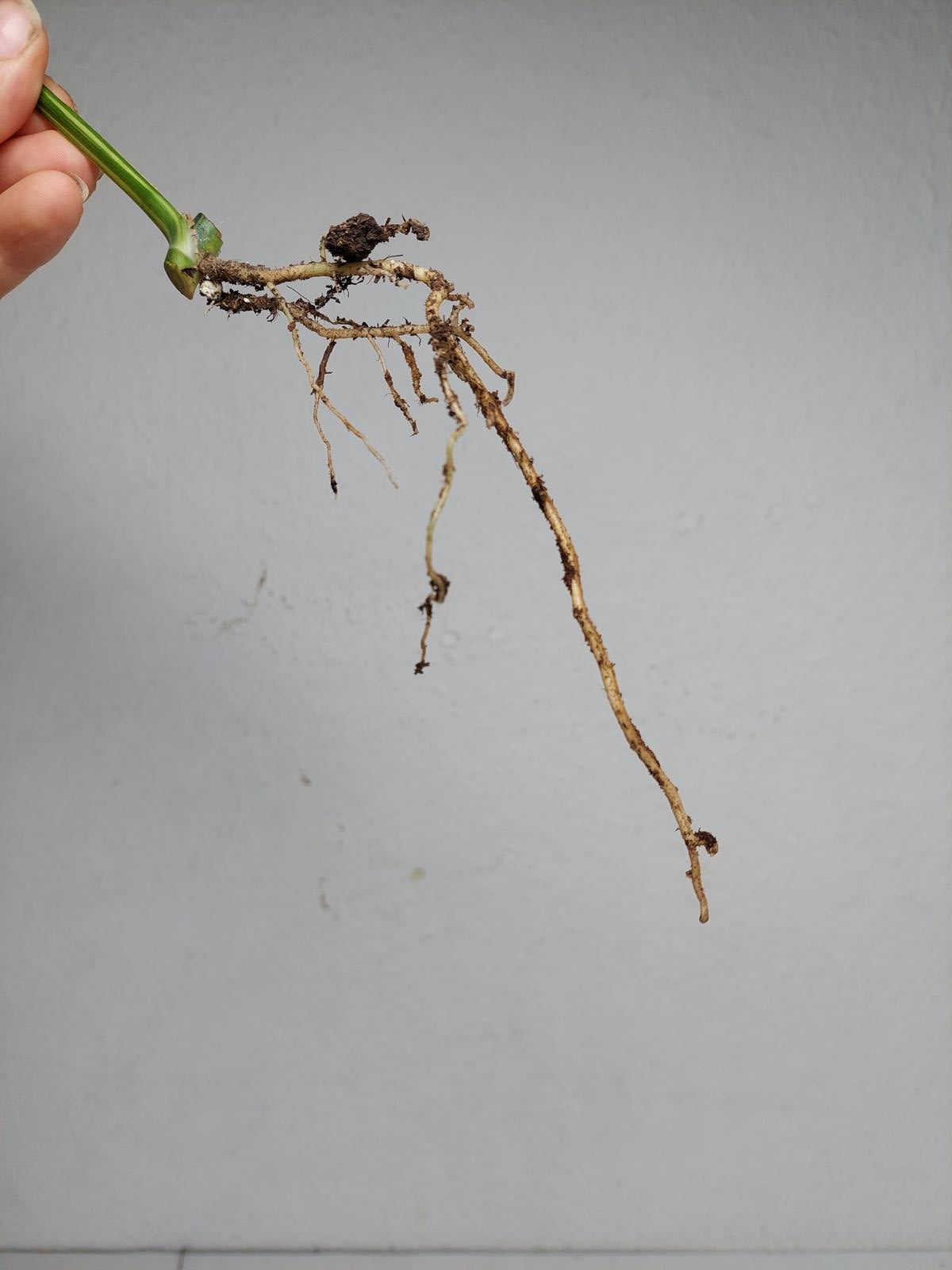 Epipremnum Amplissimum Aurea Stecklinge