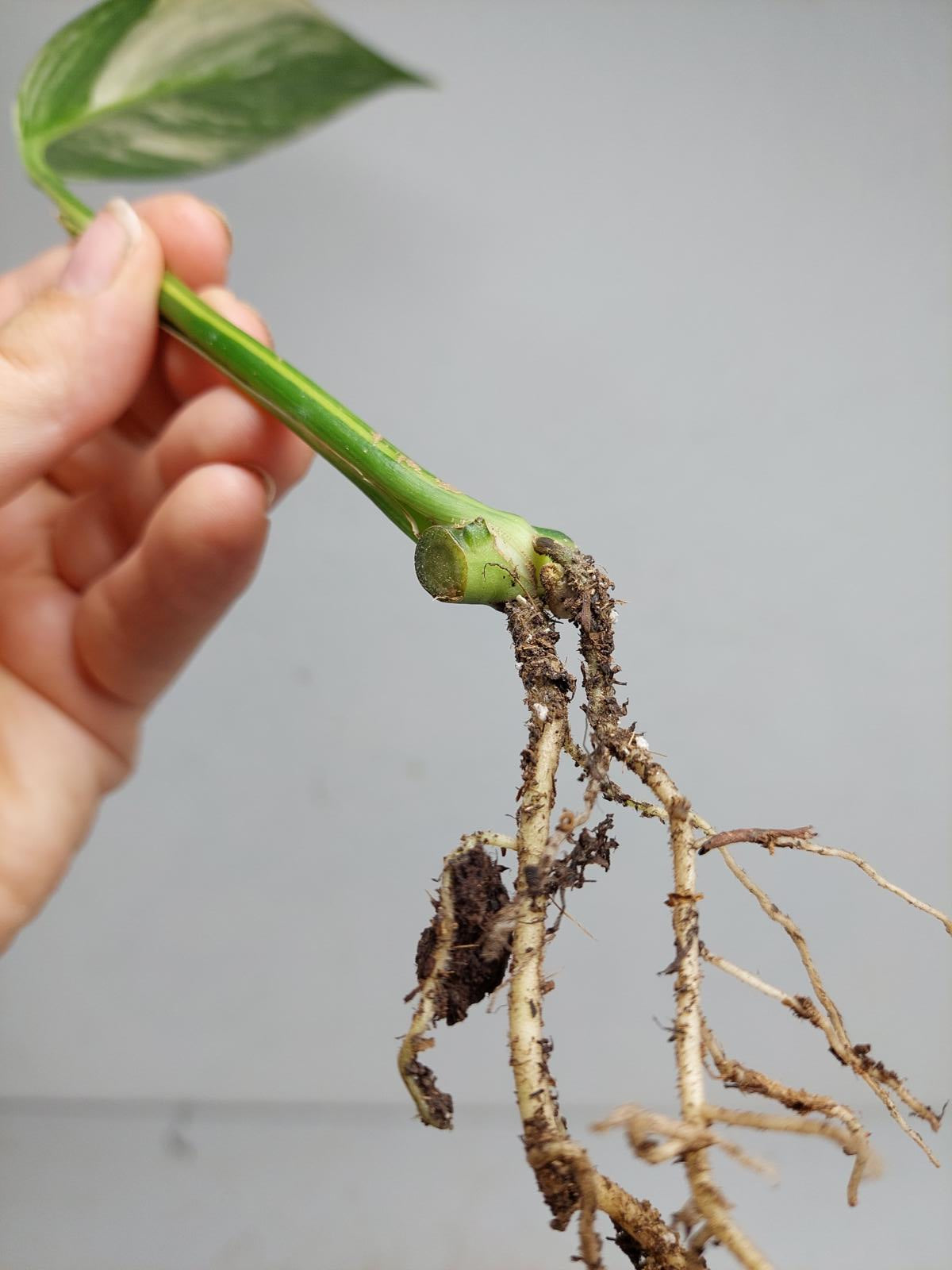 Epipremnum Amplissimum Aurea Stecklinge
