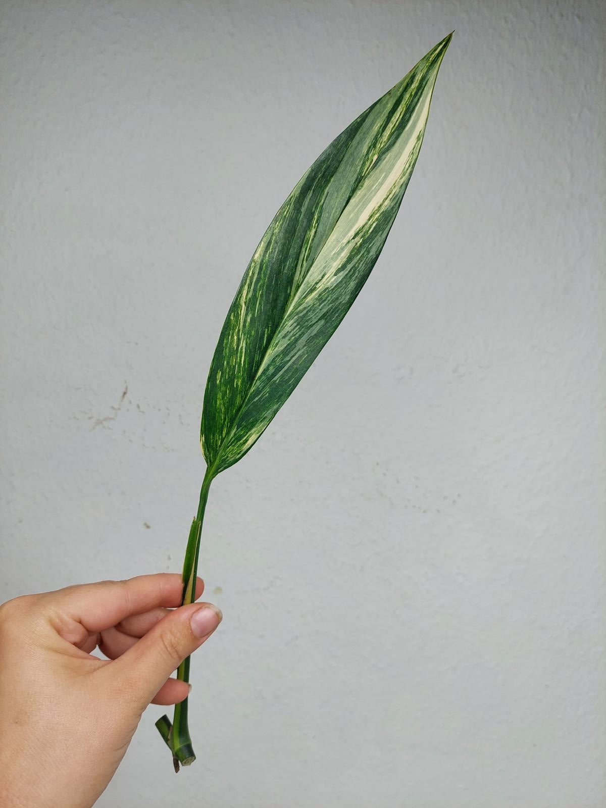 Epipremnum Amplissimum Aurea Stecklinge