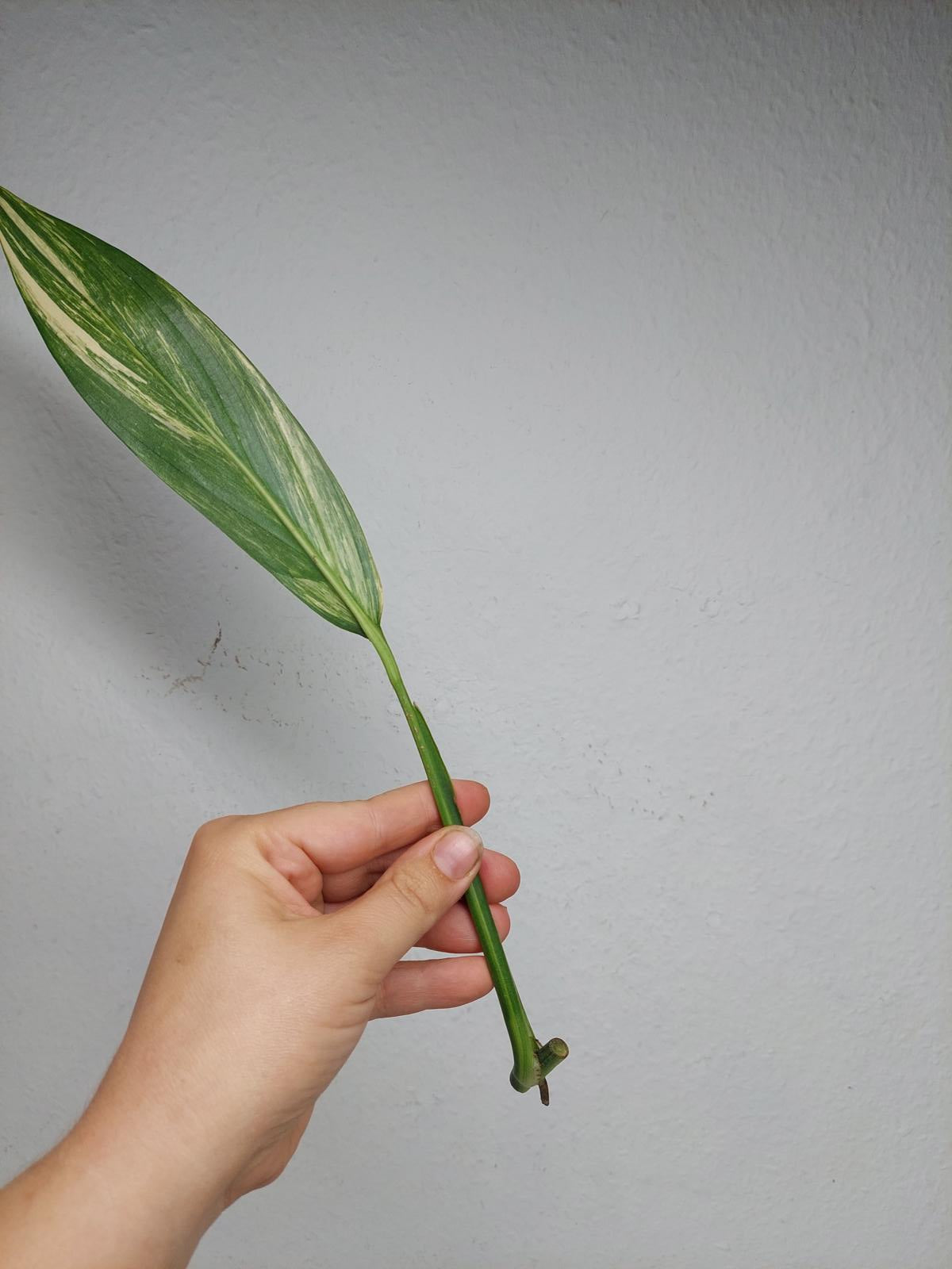 Epipremnum Amplissimum Aurea Stecklinge