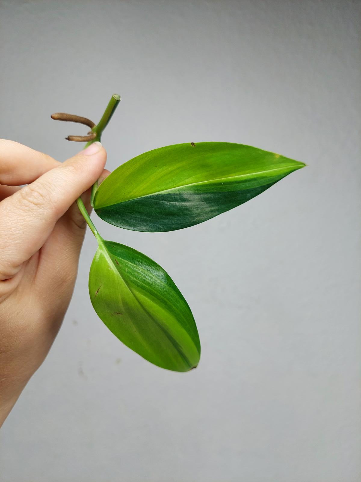 Epipremnum Amplissimum Aurea Stecklinge