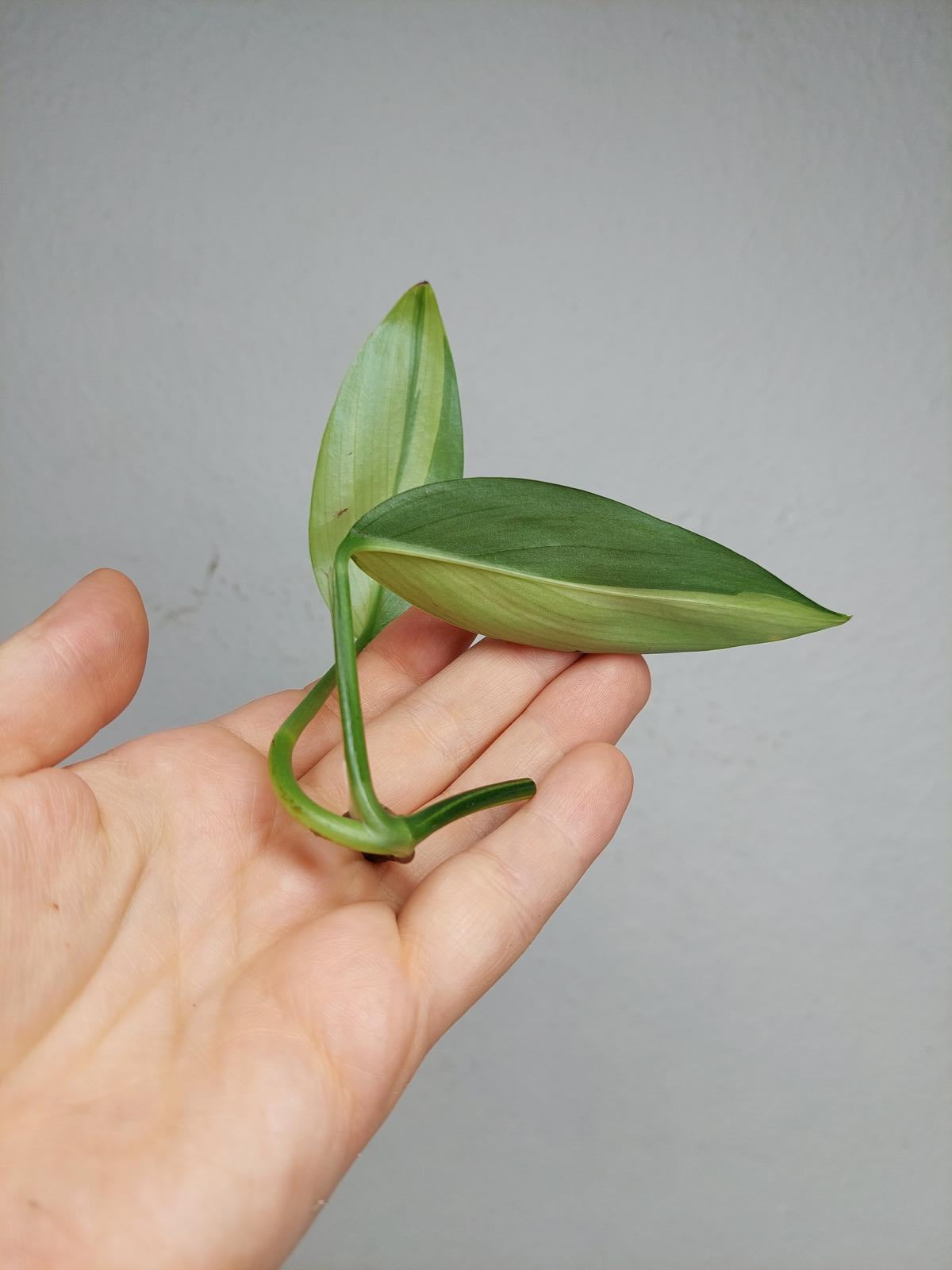 Epipremnum Amplissimum Aurea Stecklinge