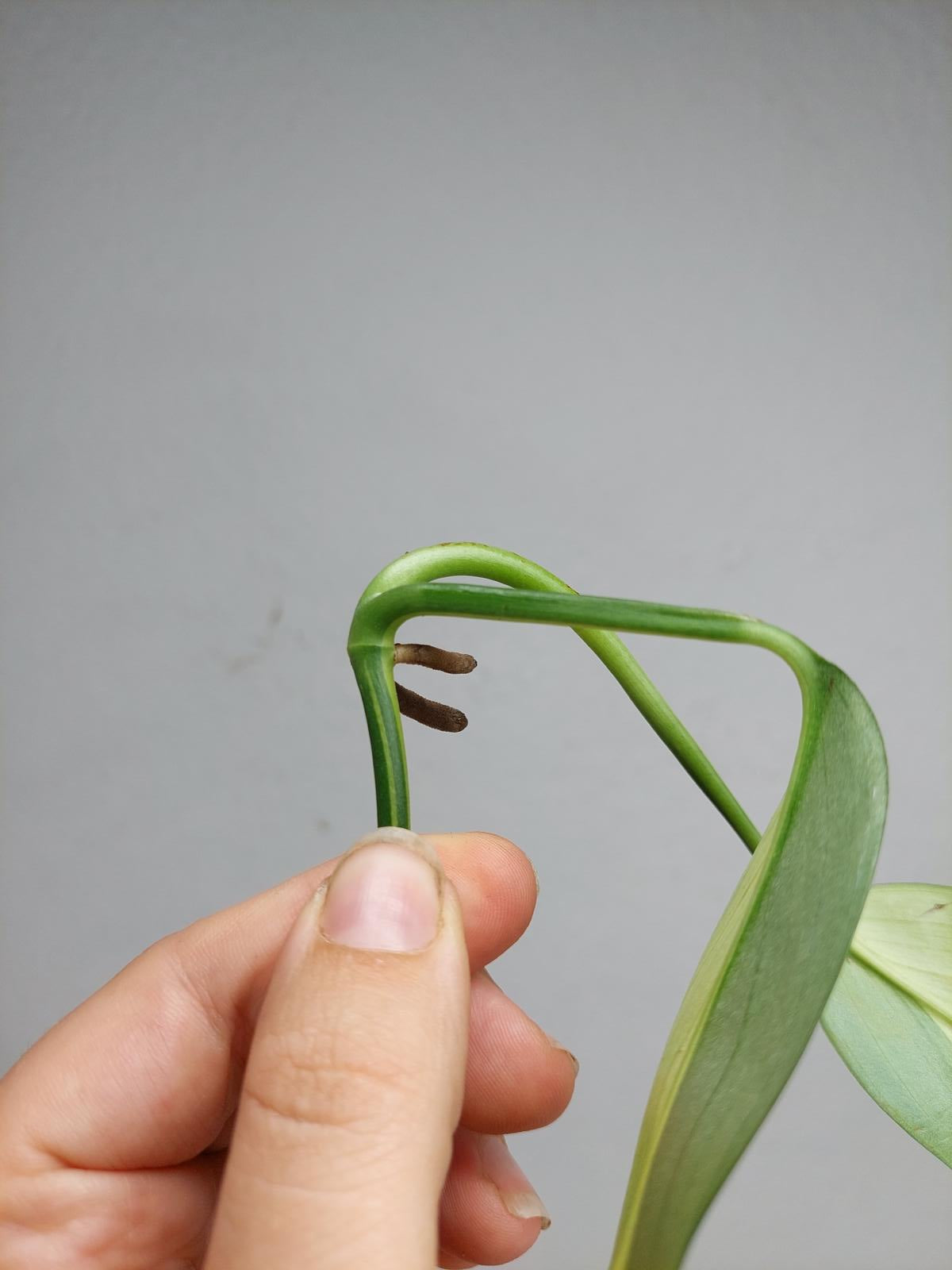 Epipremnum Amplissimum Aurea Stecklinge