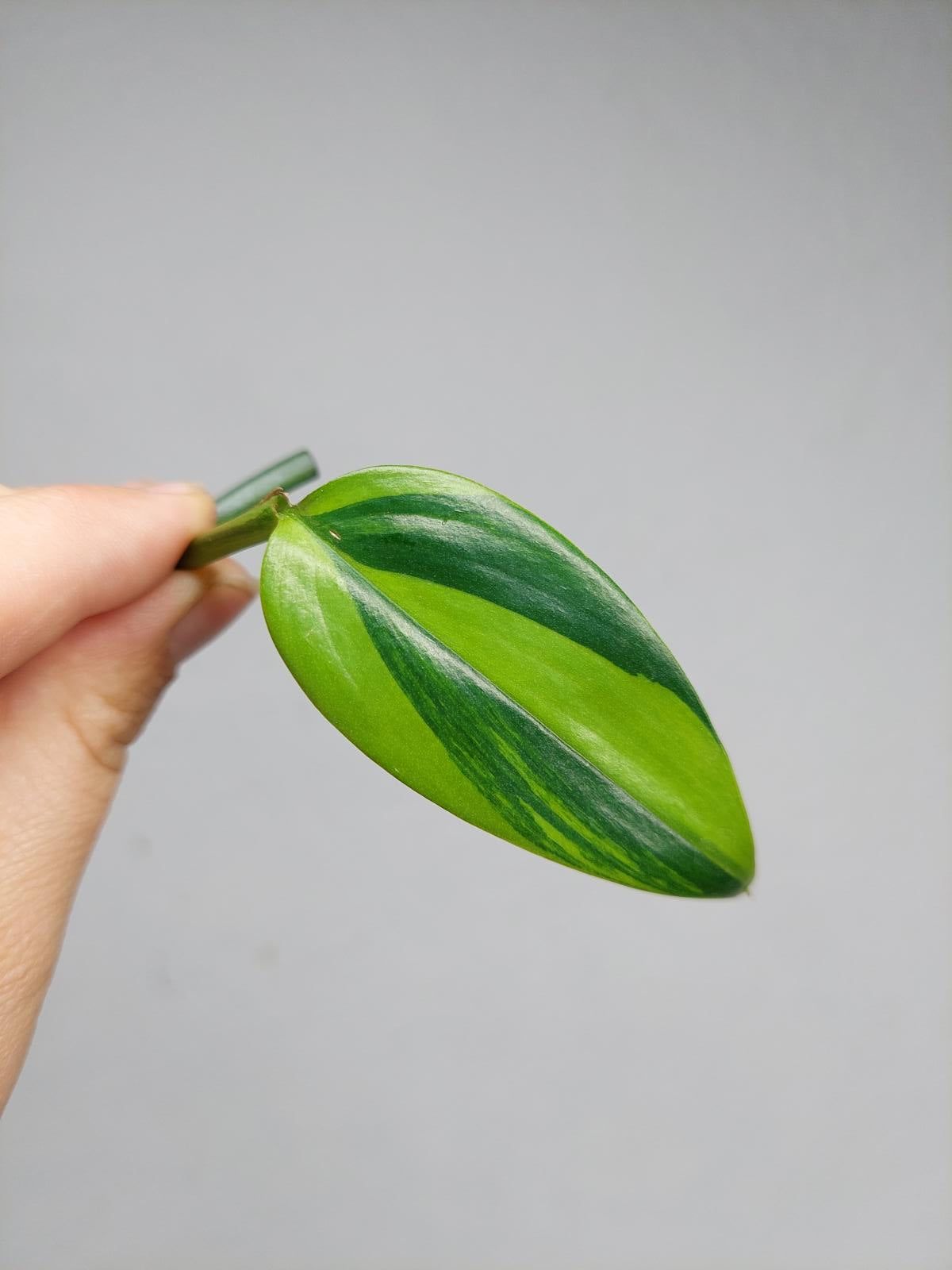 Epipremnum Amplissimum Aurea Stecklinge
