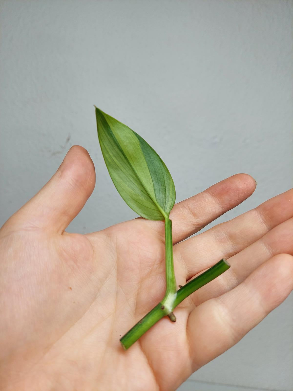 Epipremnum Amplissimum Aurea Stecklinge