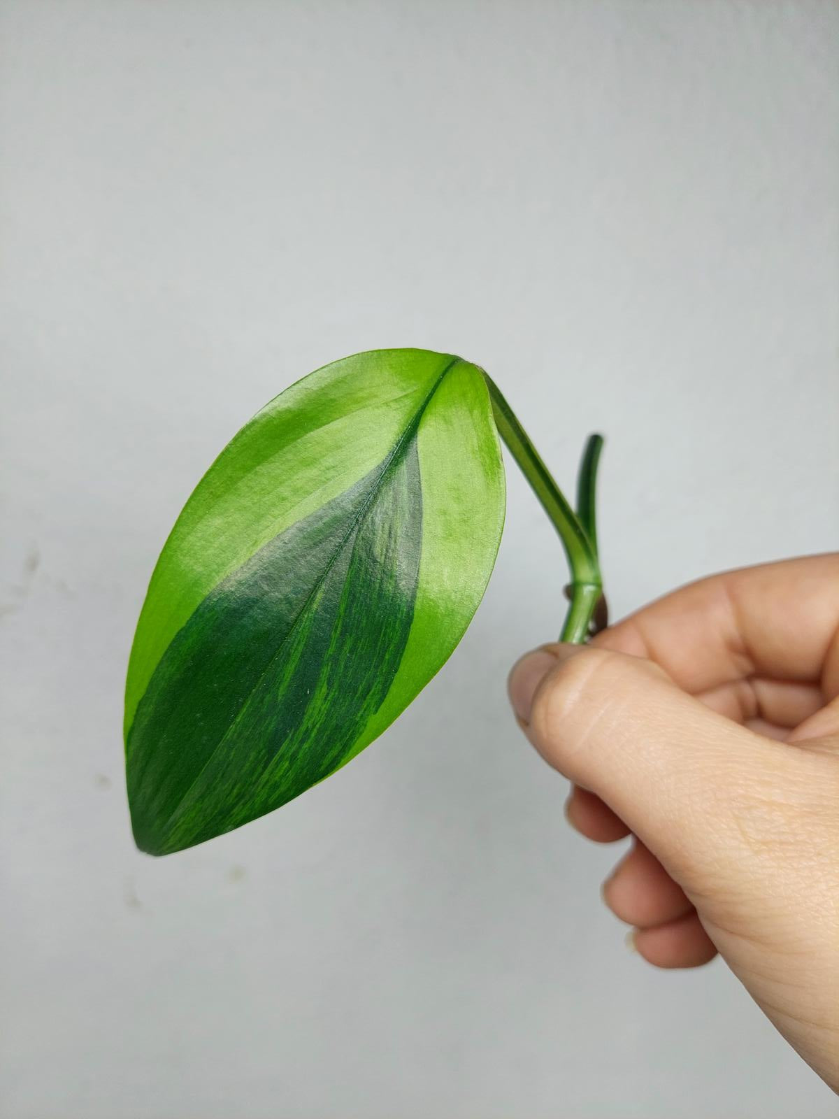 Epipremnum Amplissimum Aurea Stecklinge