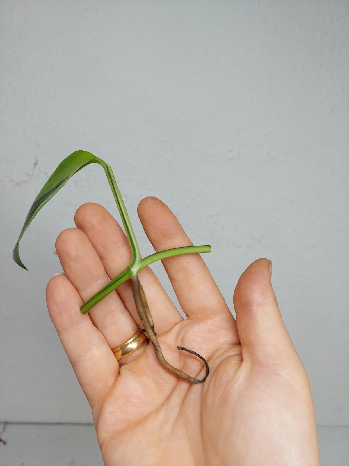 Epipremnum Amplissimum Aurea Stecklinge