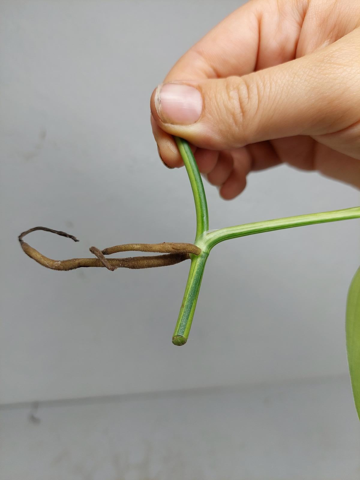 Epipremnum Amplissimum Aurea Stecklinge