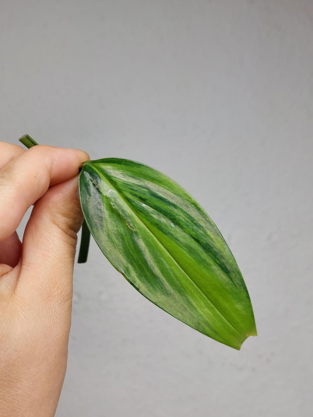 Epipremnum Amplissimum Aurea Stecklinge