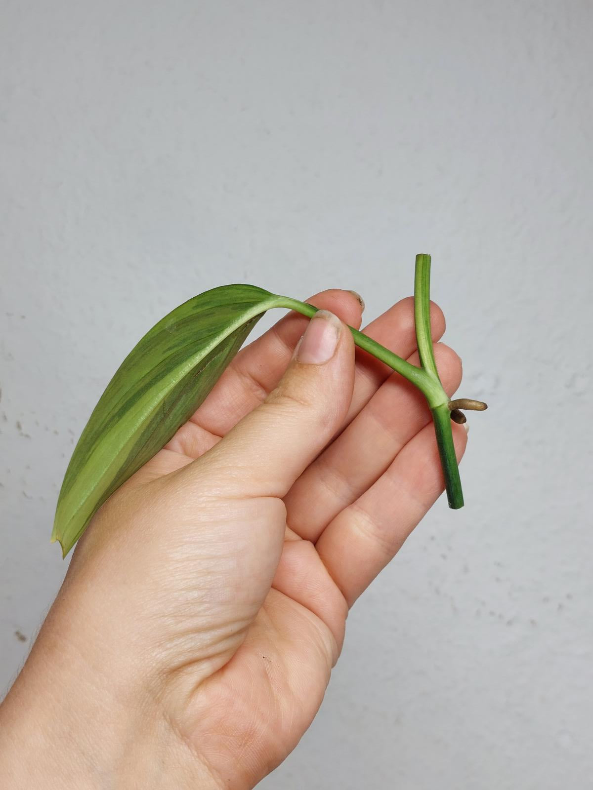 Epipremnum Amplissimum Aurea Stecklinge