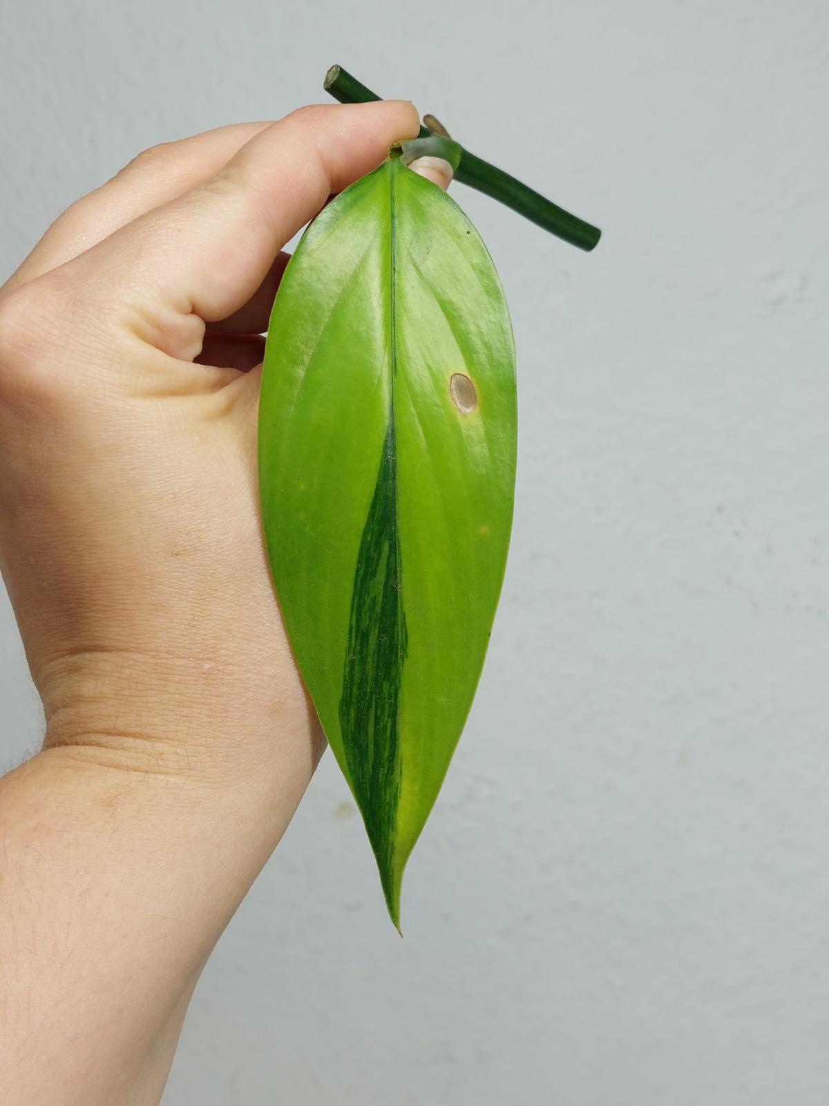 Epipremnum Amplissimum Aurea Stecklinge