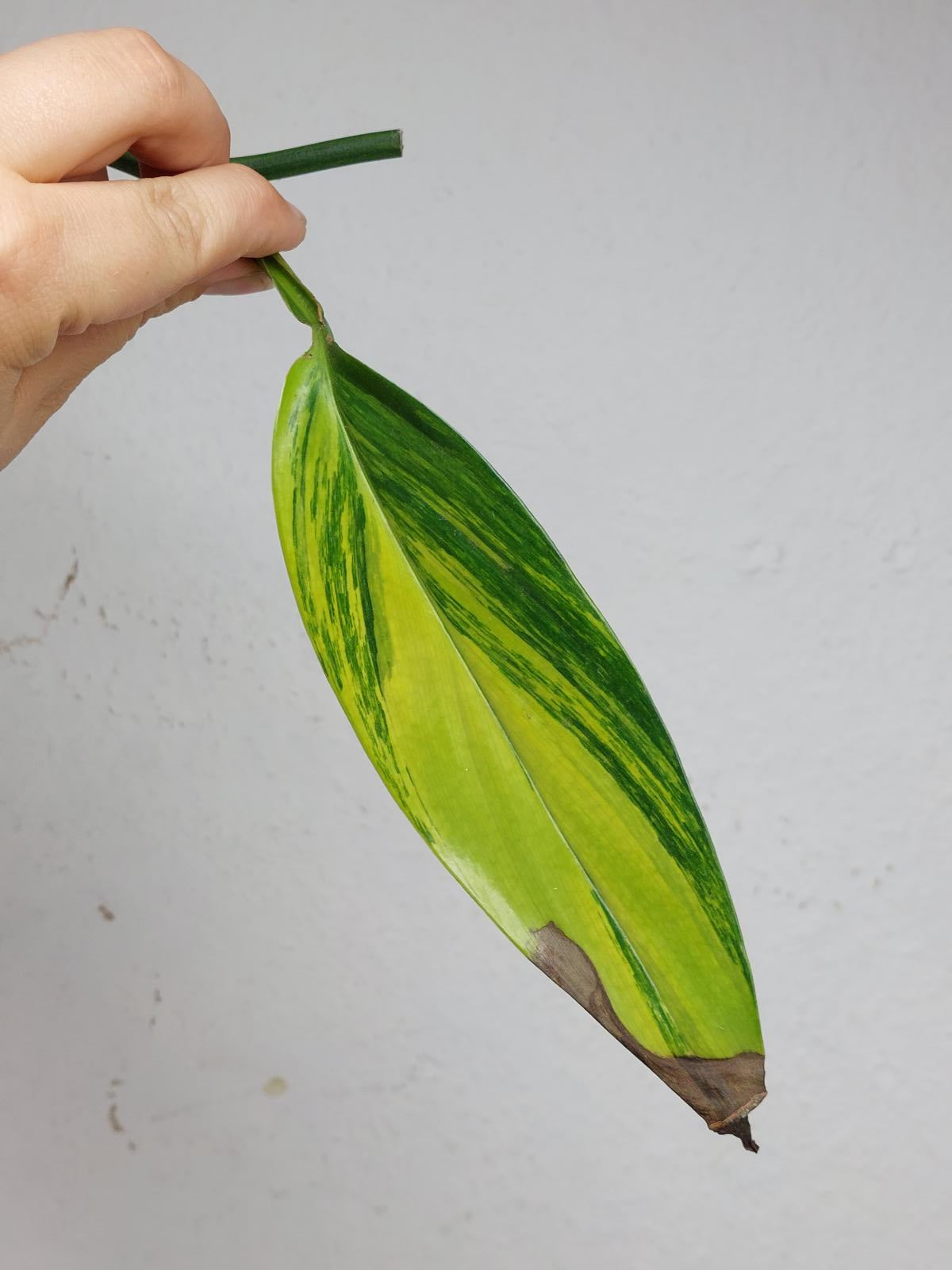 Epipremnum Amplissimum Aurea Stecklinge
