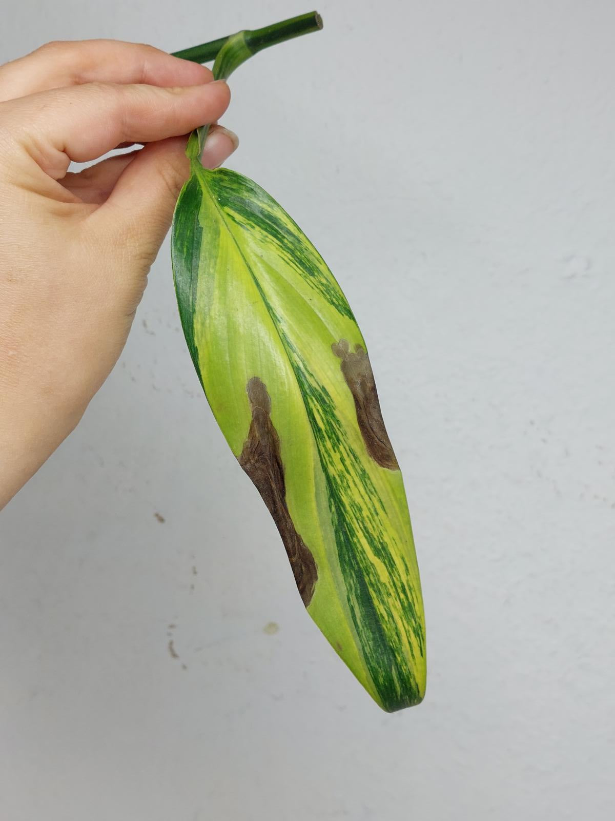 Epipremnum Amplissimum Aurea Stecklinge