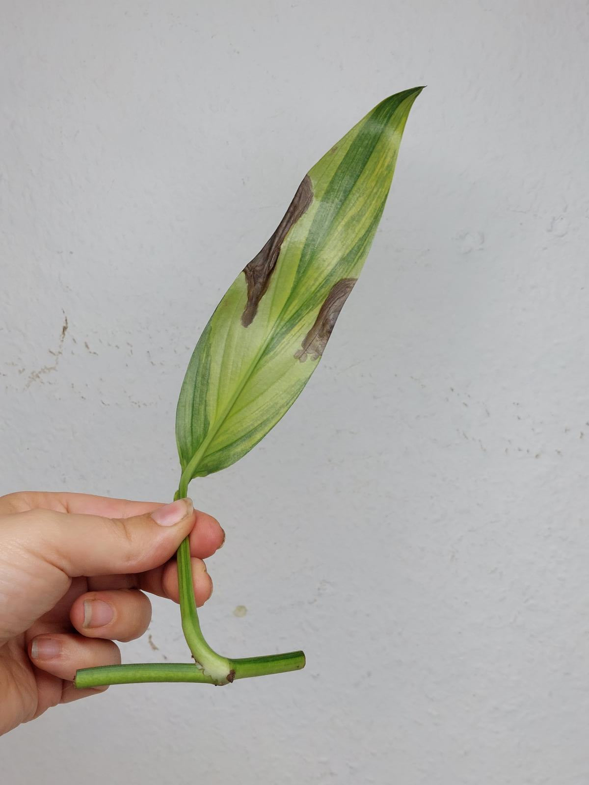 Epipremnum Amplissimum Aurea Stecklinge