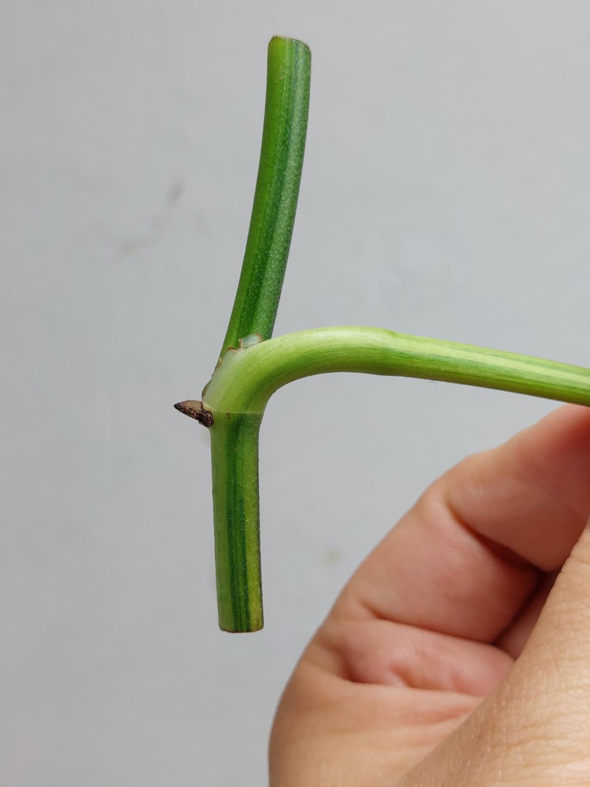 Epipremnum Amplissimum Aurea Stecklinge
