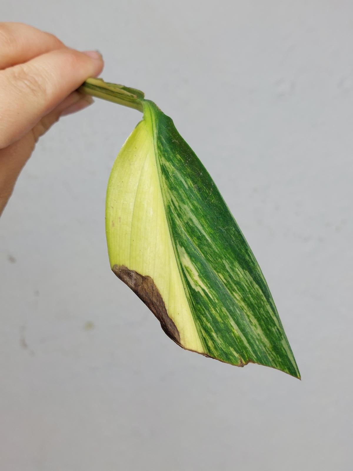 Epipremnum Amplissimum Aurea Stecklinge