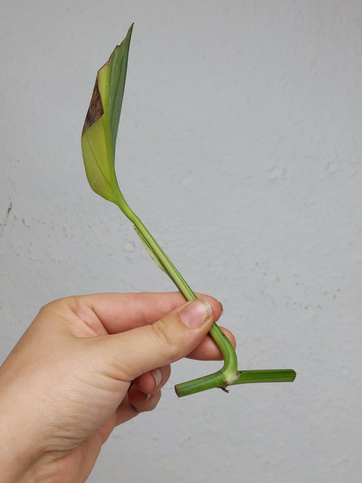 Epipremnum Amplissimum Aurea Stecklinge