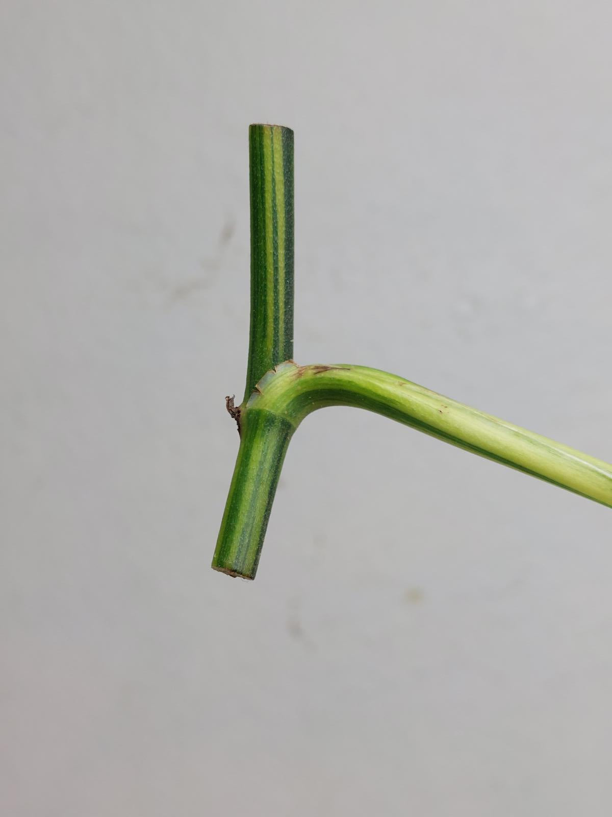 Epipremnum Amplissimum Aurea Stecklinge
