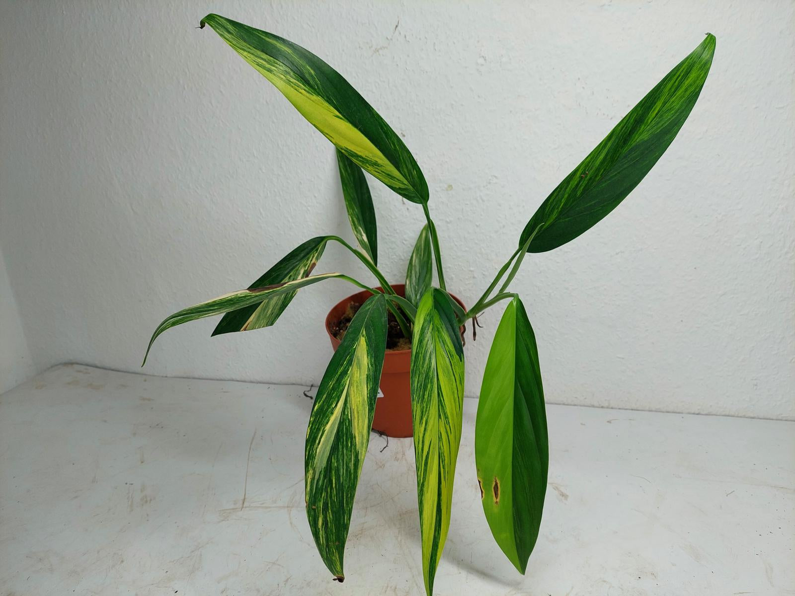 Epipremnum Amplissimum Aurea