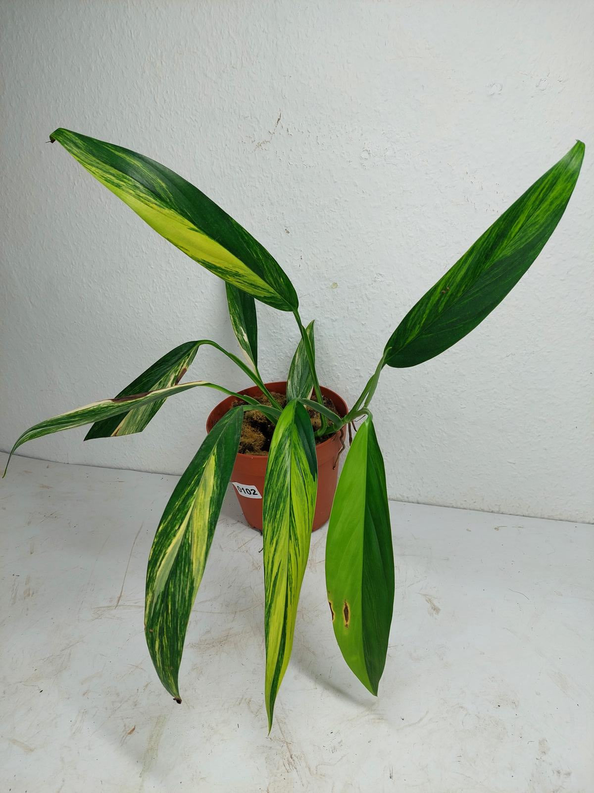 Epipremnum Amplissimum Aurea