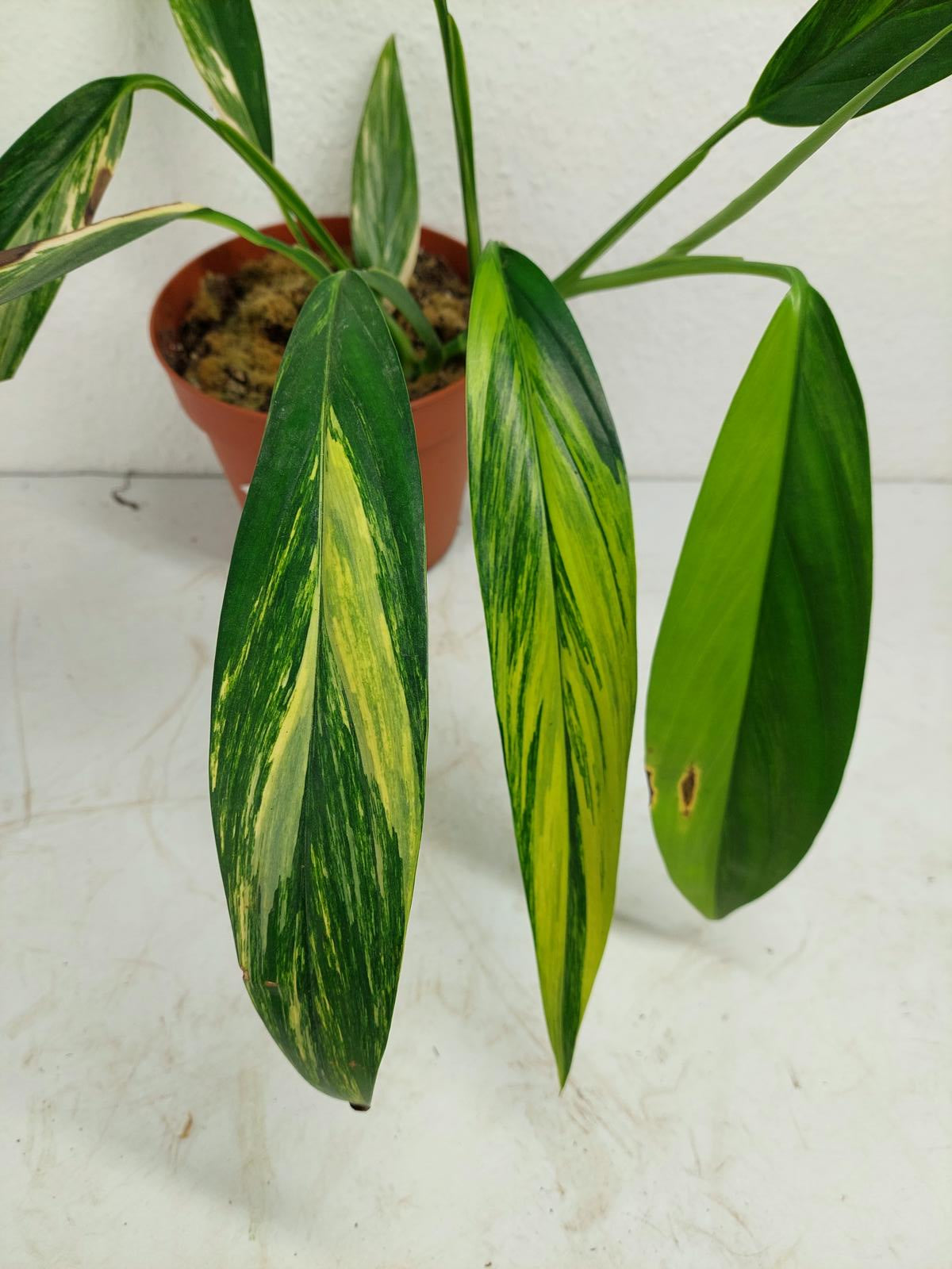 Epipremnum Amplissimum Aurea