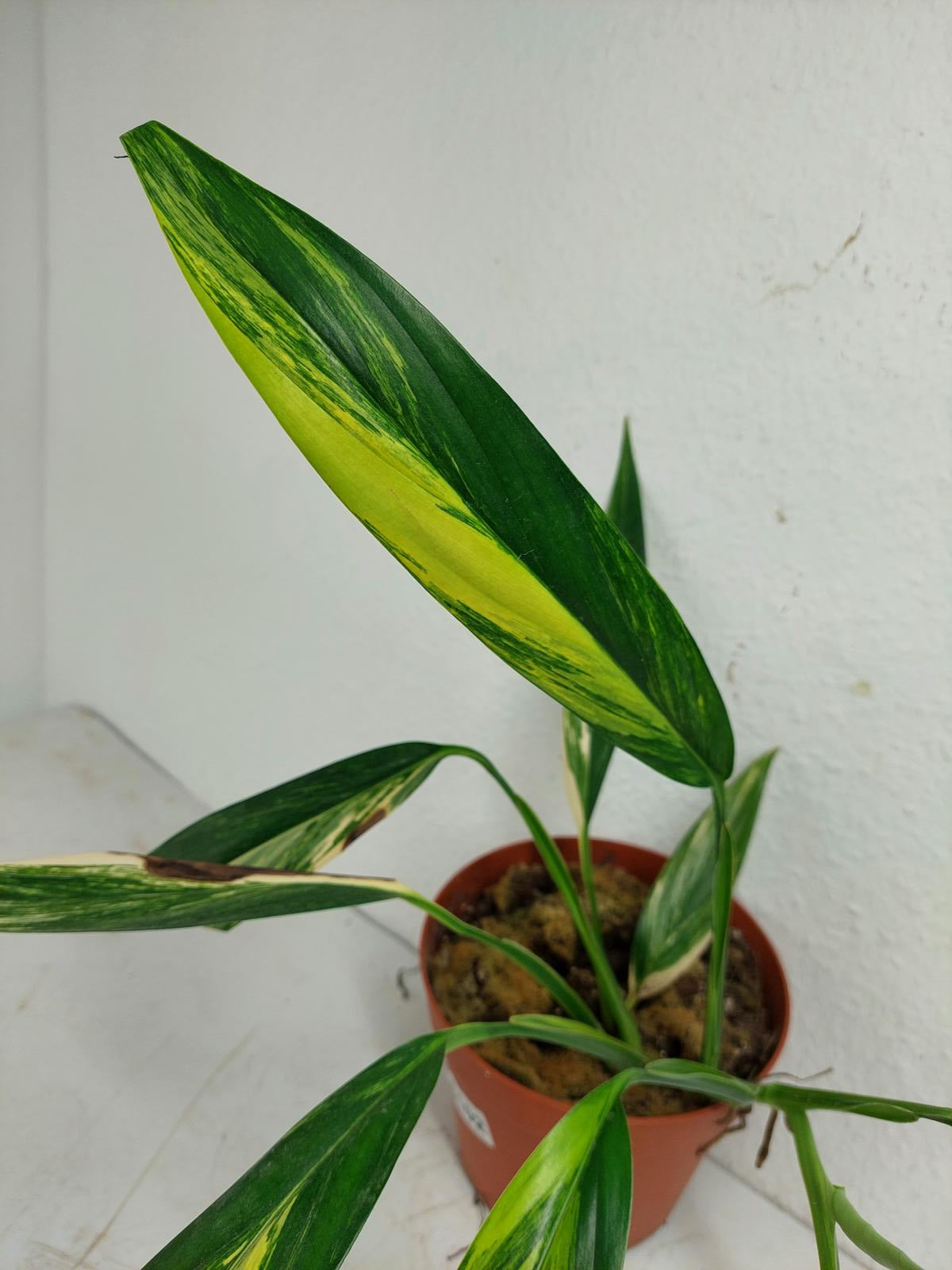 Epipremnum Amplissimum Aurea