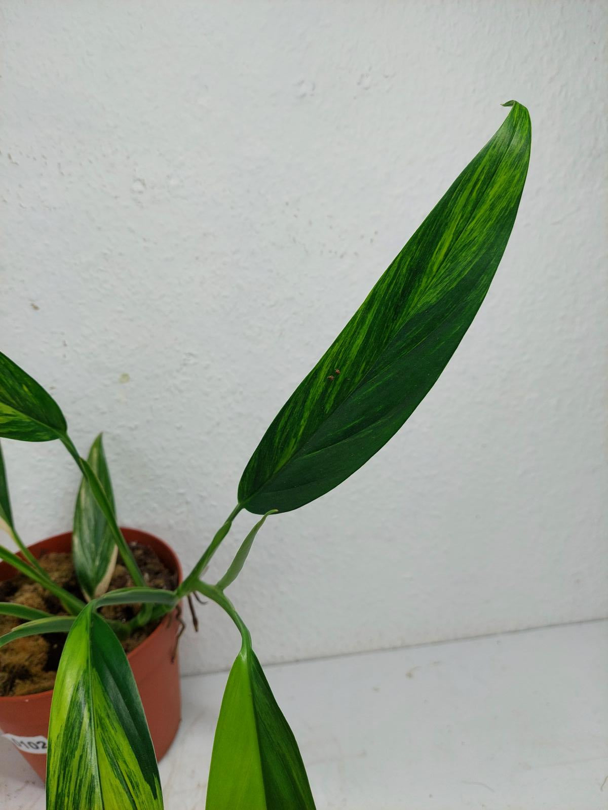 Epipremnum Amplissimum Aurea