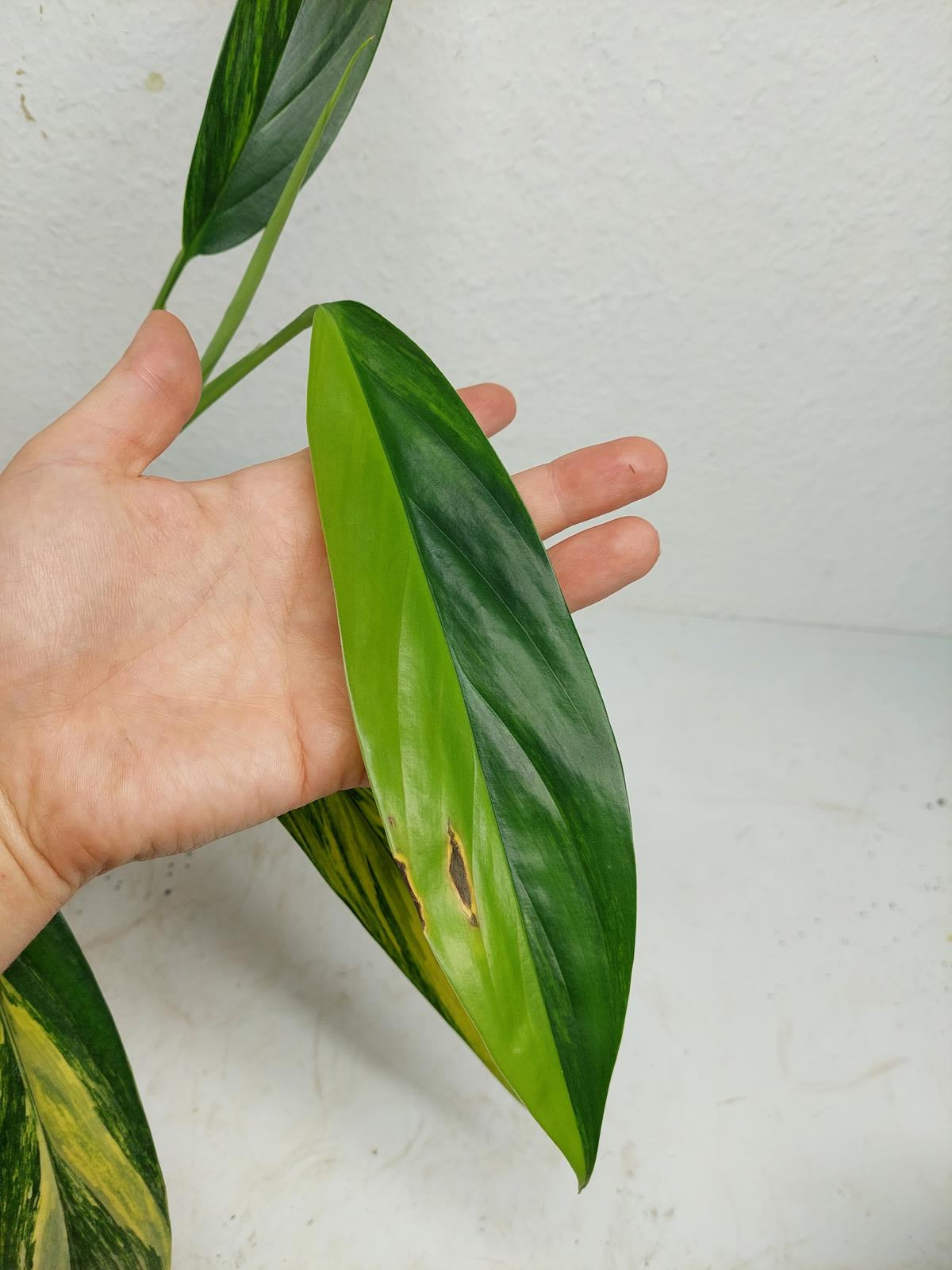 Epipremnum Amplissimum Aurea