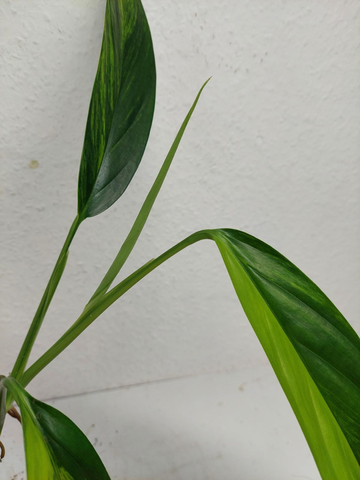 Epipremnum Amplissimum Aurea