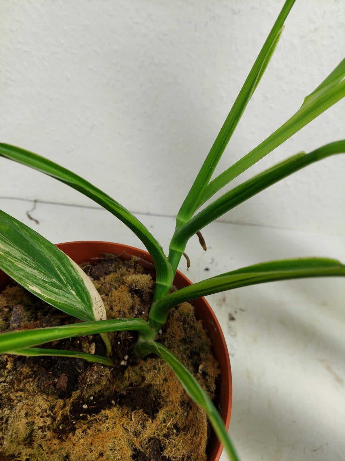 Epipremnum Amplissimum Aurea