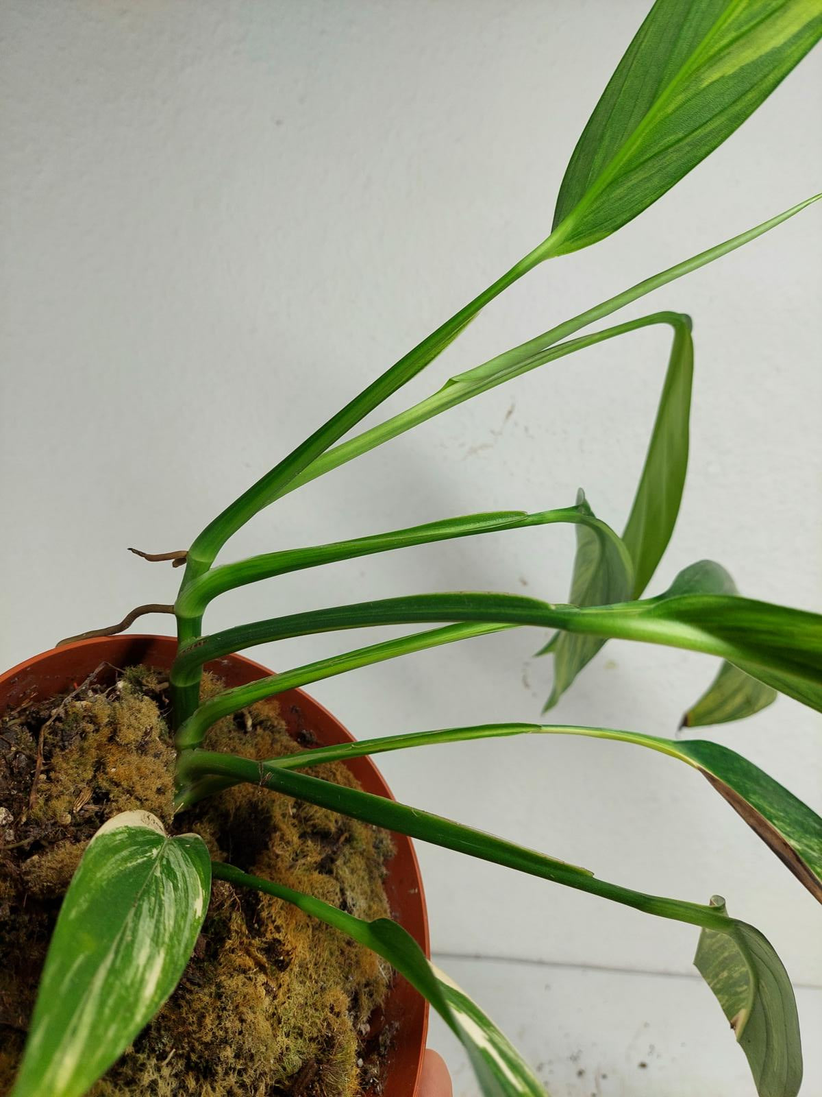 Epipremnum Amplissimum Aurea