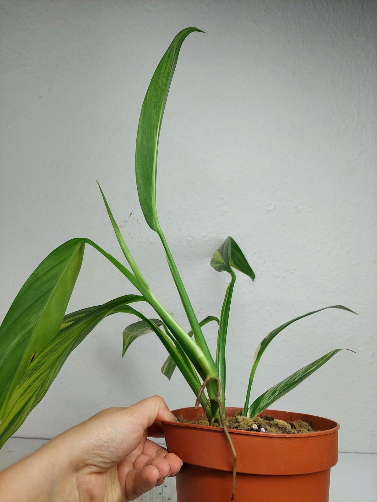 Epipremnum Amplissimum Aurea