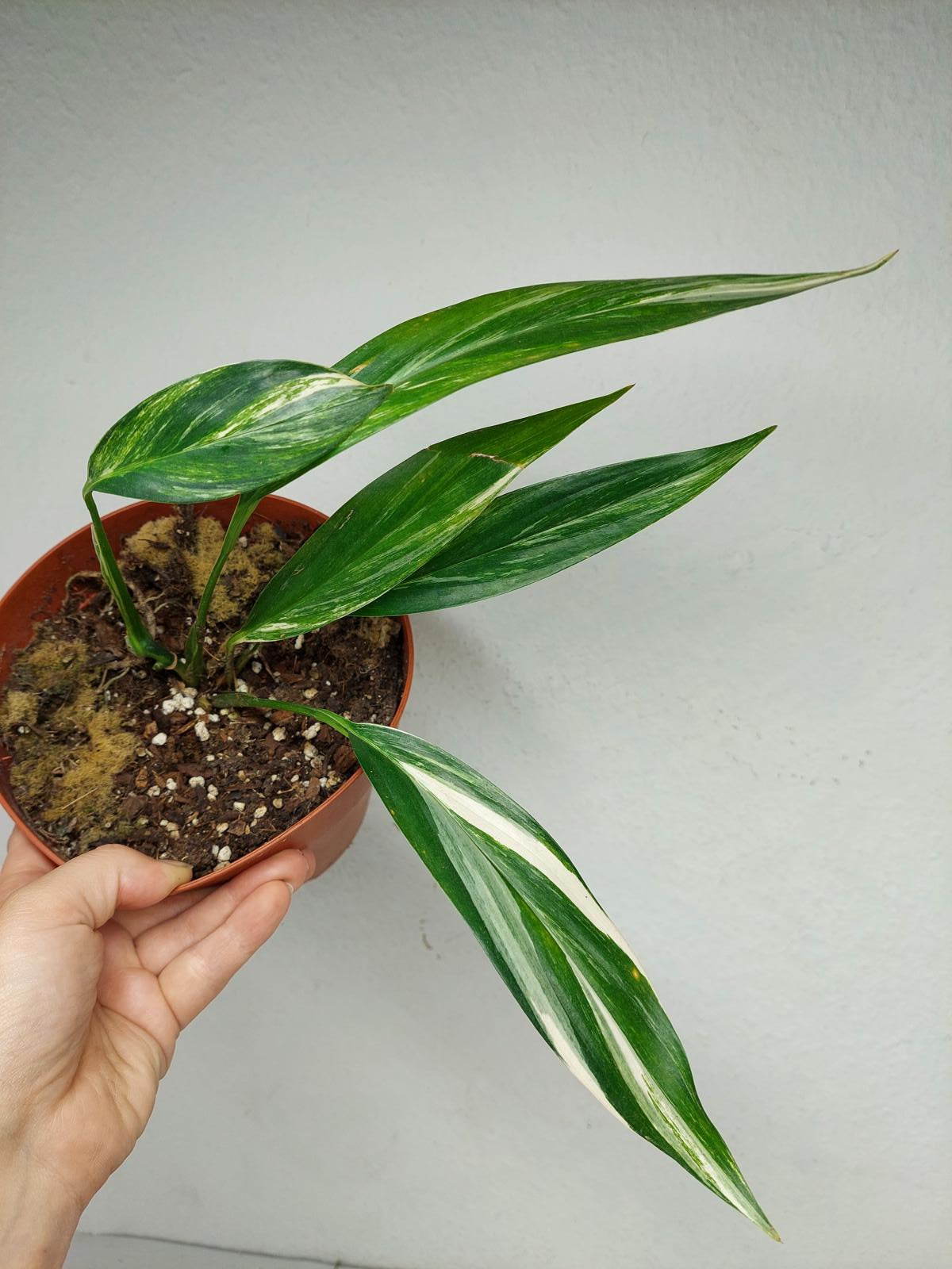 Epipremnum Amplissimum Aurea