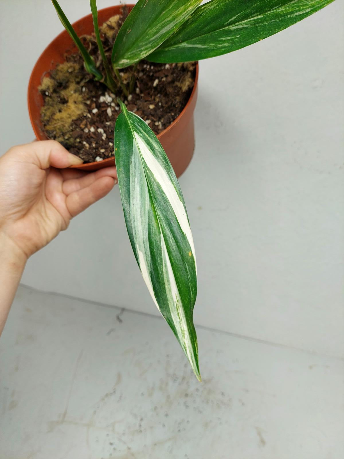 Epipremnum Amplissimum Aurea