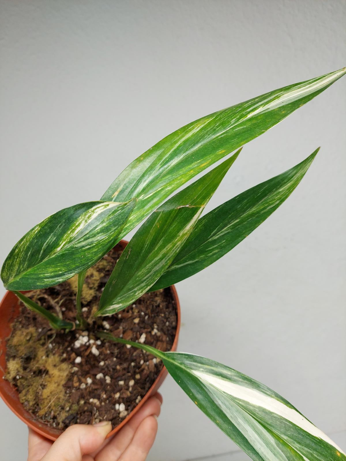 Epipremnum Amplissimum Aurea