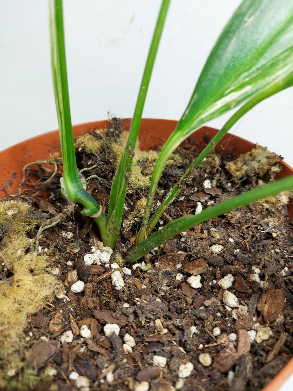 Epipremnum Amplissimum Aurea
