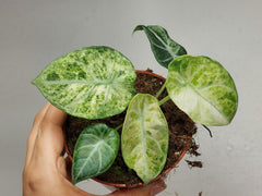 Alocasia Ninja Tricolor